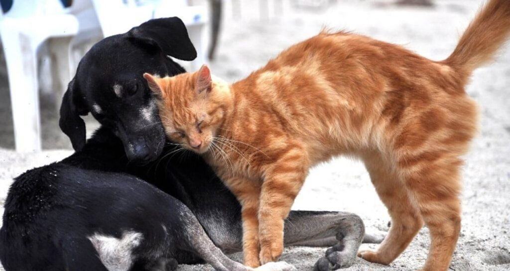 Sokaklarda yaşayan kedi ve köpekleri beslemek de yasaklandı! Bu resmen toplumun vicdanına müdahale